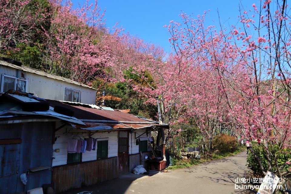 桃園｜中巴陵櫻木花道