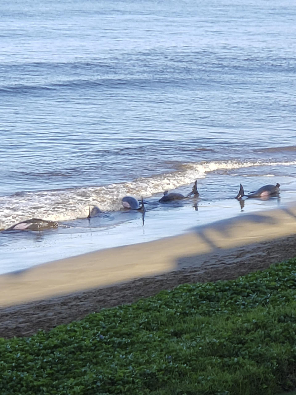 This photo provided by Kari Plas shows whales stranded on a beach in Kihei, Hawaii, on Thursday, Aug. 29, 2019. Five whales died, including four that were euthanized, after a mass stranding Thursday on a beach on the Hawaii island of Maui. (Kari Plas via AP)