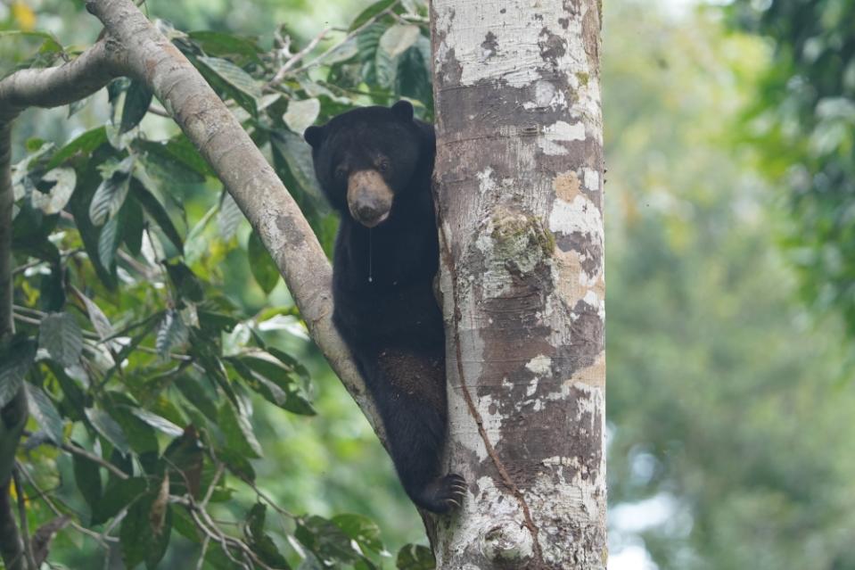 Romolina, the 59th bear rescued at BSBCC, panting to keep cool on a tree. — Picture courtesy of Wildlife Wong