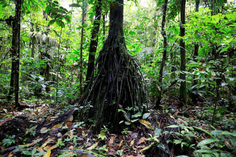 FILE PHOTO: A view of the Amazon rainforest at the lagoon of the Yasuni National Park in the Pastaza province