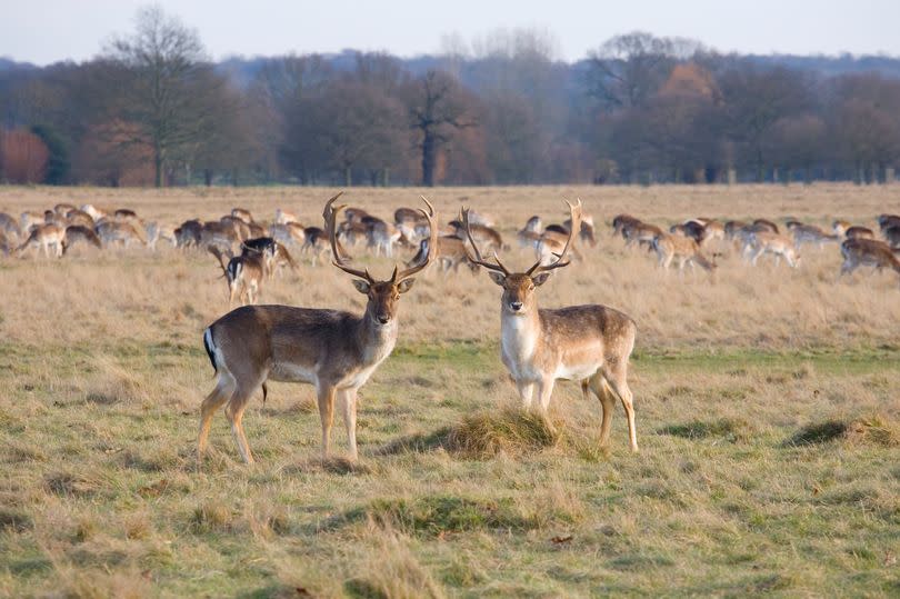 Deer pictured in a grassy field