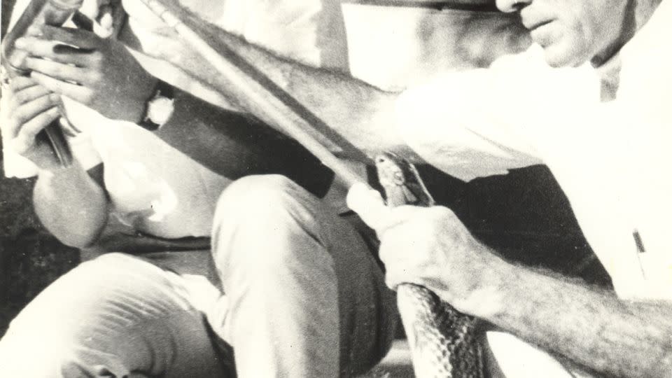 Romulus Whitaker (L) pictured here with mentor Bill Haast (R) at the Miami Serpentarium, where Whitaker learned how to extract venom from a snake. - Heyward Clamp