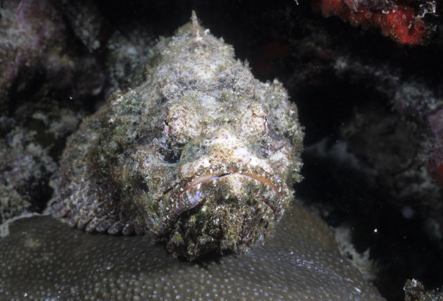 Honeymoon bride stung by one of world's most venomous fish