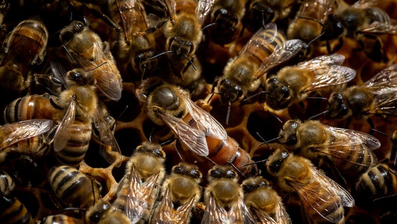 A queen bee, center, is surrounded by others in a hive tended by Tom Bench, owner of Hollow Tree Honey, in Sandy on Wednesday, May 3, 2023.