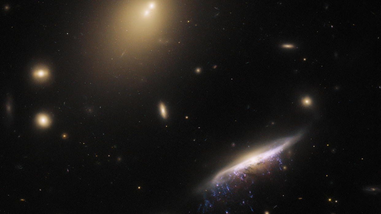  The Hubble Space Telescope captured an edge-on view of JW100 — a jellyfish galaxy (located in the lower right of the image_— along with six small elliptical galaxies and a much larger elliptical galaxy at the top of the frame.  