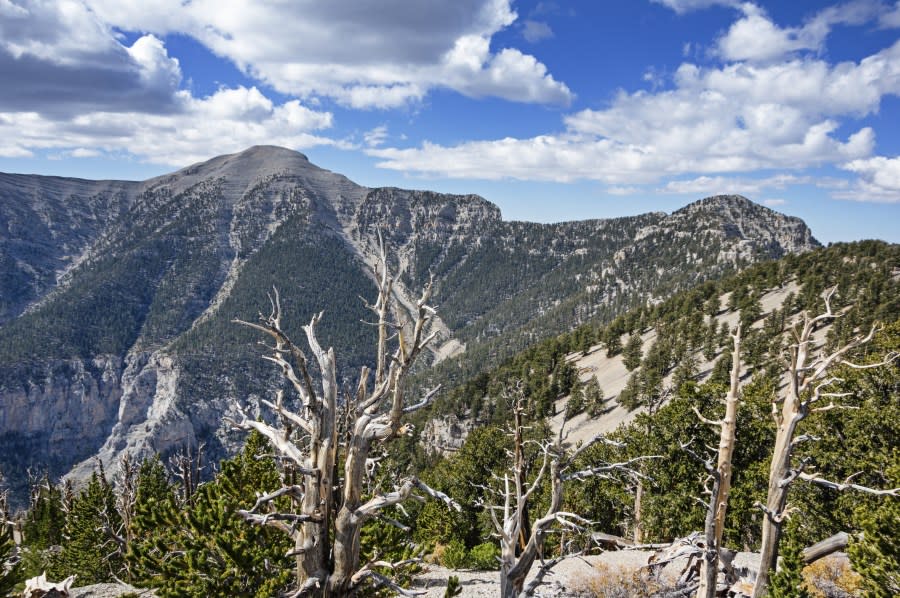 Mt. Charleston from the northeast with bristlecone pines. (FILE | Adobe Stock)