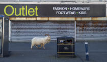 A goat walks past a closed stored, near Trinity Square, in Llandudno, north Wales, Tuesday March 31, 2020. A group of goats have been spotted walking around the deserted streets of the seaside town during the nationwide lockdown due to the coronavirus. (Pete Byrne/PA via AP)