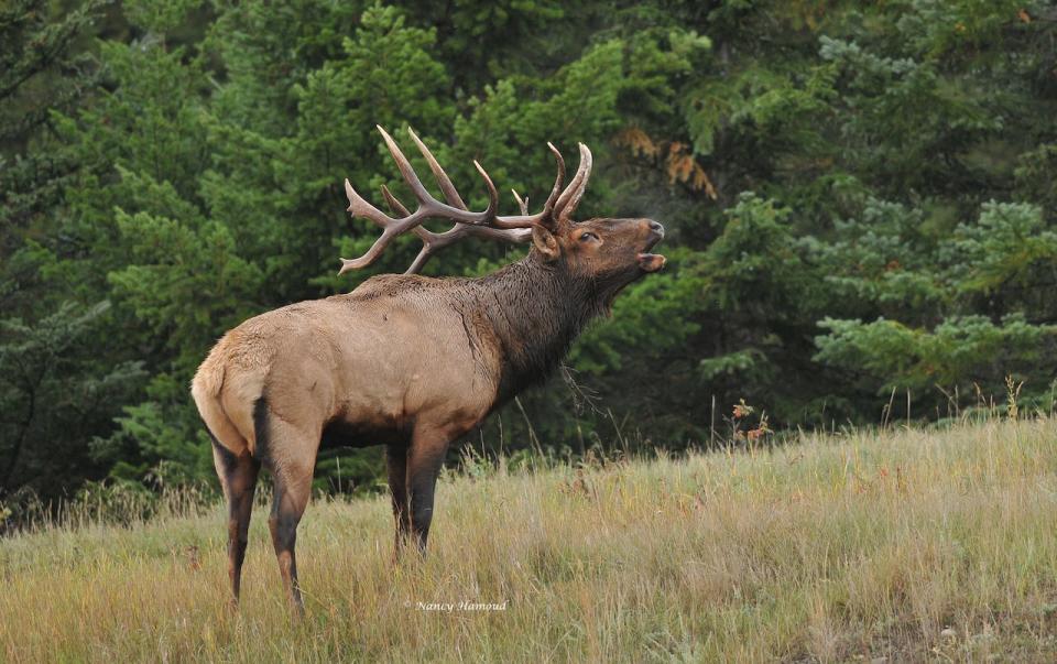 A bull elk during mating season near Jasper, Alta., in 2019. Over the past 10 years, 425 white-tailed deer, 161 elk and 125 big horn sheep have been killed on roads in the national park. 