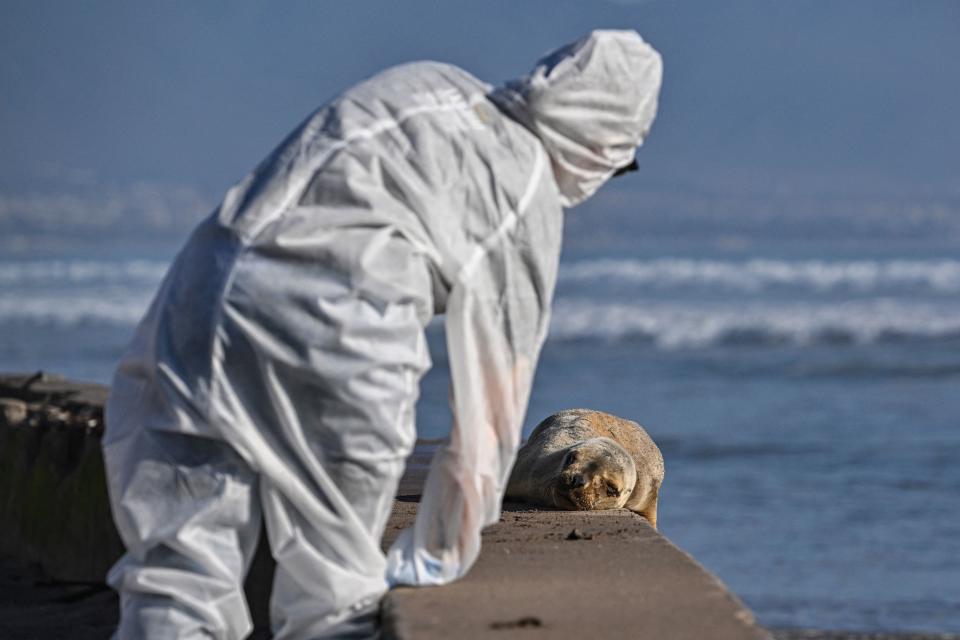 A worker in a biohazard suit looking at a sick sea lion in Chile on the coast.