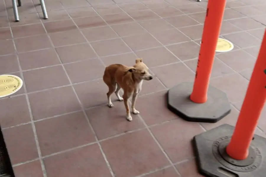 Reportan perrito perdido en garita de Tijuana a San Ysidro