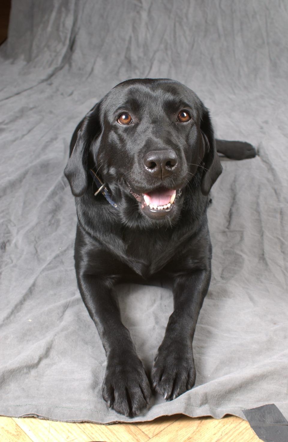 Catie Copley was the Fairmont's first canine ambassador.