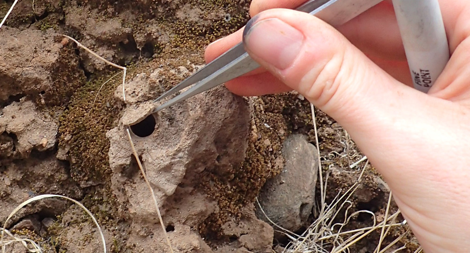 Dr Marsh holding tweezers and looking inside the burrow of a trapdoor spider.