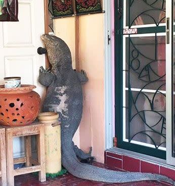 A Thailand man came home on Sunday to find a monitor lizard apparently trying to break in into the house and hunt down a dog. Photo: Facebook