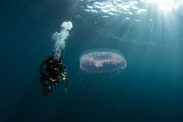 Beautiful but dangerous jellyfish pictured in Scotland