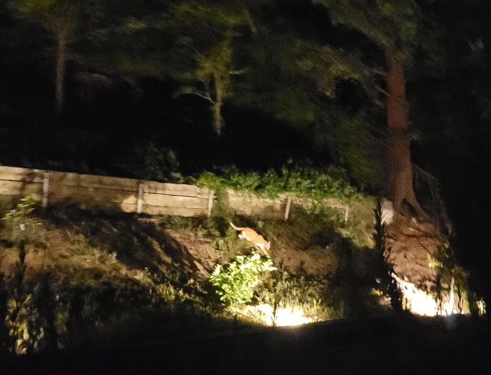 A mountain lion is sighted Tuesday night, May 21, 2024, in the vicinity of Southhampton and Christian Barrett roads in Moorpark. A passerby took a cell phone video and shared it with the city of Moorpark.