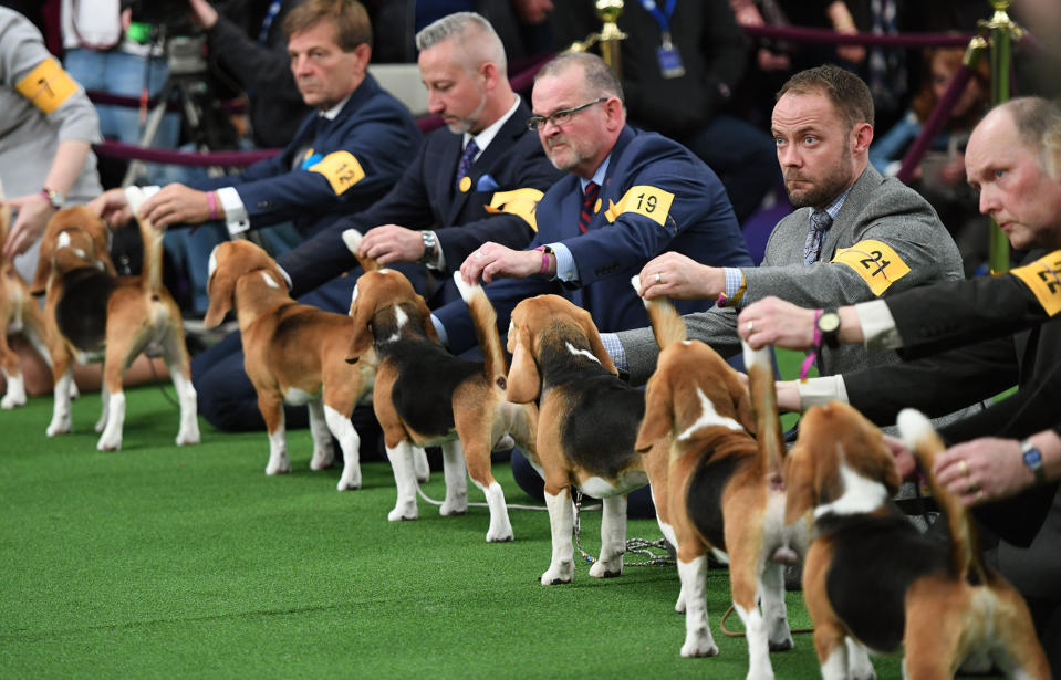 <p>Beagles lineup in the judging area during Day One of competition at the Westminster Kennel Club 142nd Annual Dog Show in New York on Feb. 12, 2018. (Photo: Timothy A. Clary/AFP/Getty Images) </p>