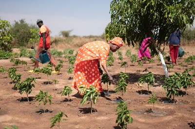 Ramata Niass, miembro de la Federación de Productores de Maíz Saloum en Senegal, trabaja en el huerto de la asociación donde los miembros cultivan pimientos, menta y albaricoques amargos para obtener ingresos. Foto de Sylvain Cherkaoui/Heifer International.