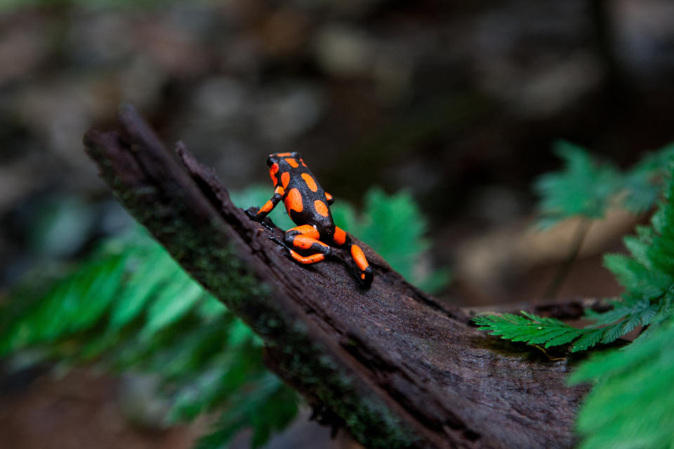 A poisonous harlequin dart frog on a tree trunk in the jungle on Oct. 4, 2012, in Utria National Park, Colombia. (Photo: Ronald Patrick via Getty Images)