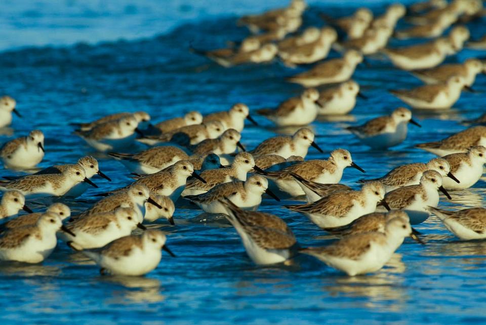 Sanderlings are a common sight at Pea Island National Wildlife Refuge in North Carolina's Outer Banks.