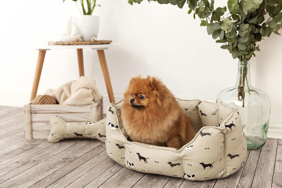 mascoboutique tiene los complementos que necesitas para tu mascota, como esta cama de perro
