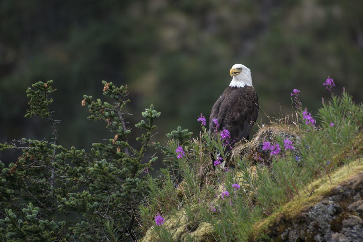 Bald Eagle perched among wildflowers.