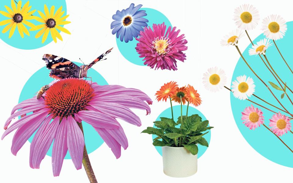 The top 10 daisy varieties to suit every garden - Alamy Images / Gap Gardens 