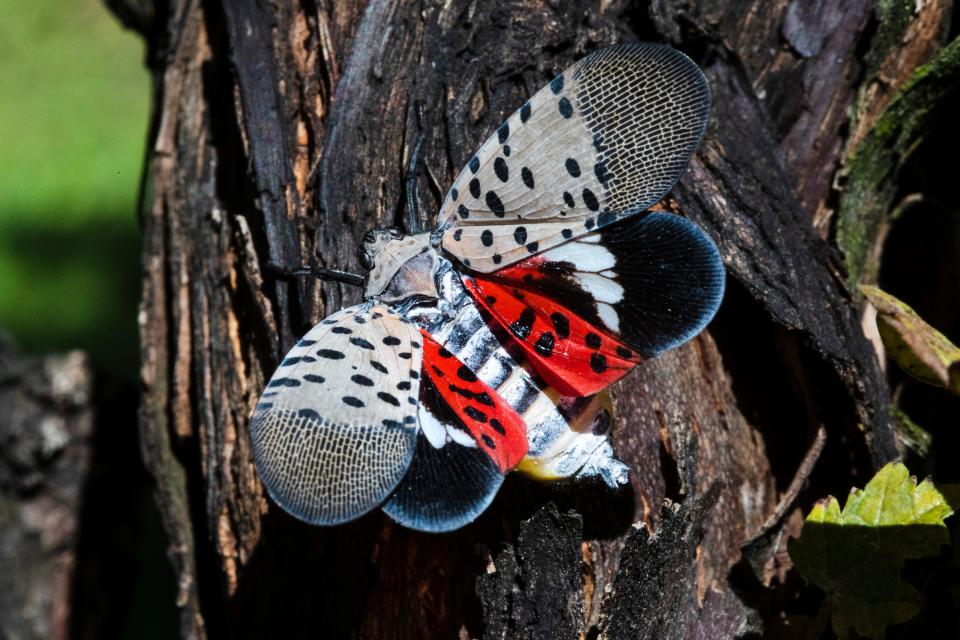 This Sept. 19, 2019, file photo, shows a spotted lanternfly at a vineyard in Kutztown, Pa. Pennsylvania has started using insecticide on spotted lanternflies, a new strategy that state officials are using in an attempt to slow the spread of the invasive pest. Crews are spraying the bugs along railways, interstates and other transportation rights-of-way, the state Agriculture Department said May 28, 2021.