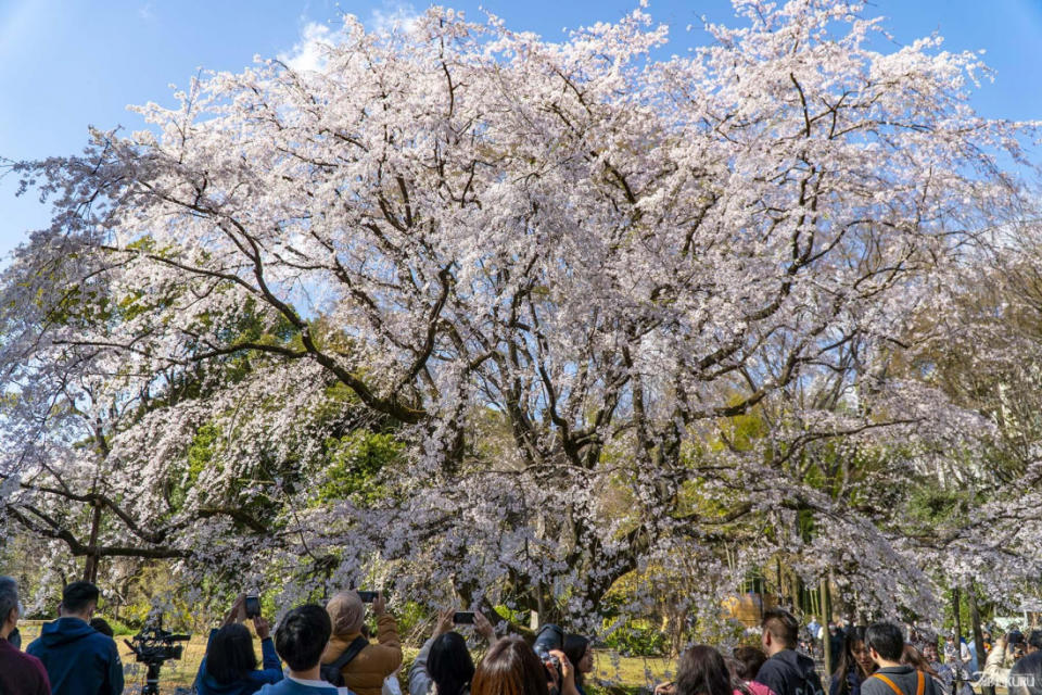 2024日本櫻花開花預測