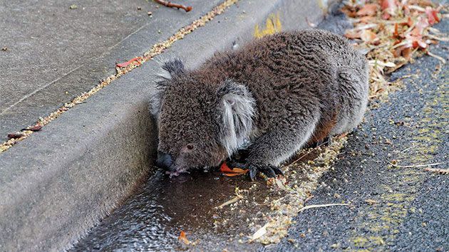 The adorable marsupial drank for 15 minutes. Photo: Facebook/ Paul Jansen