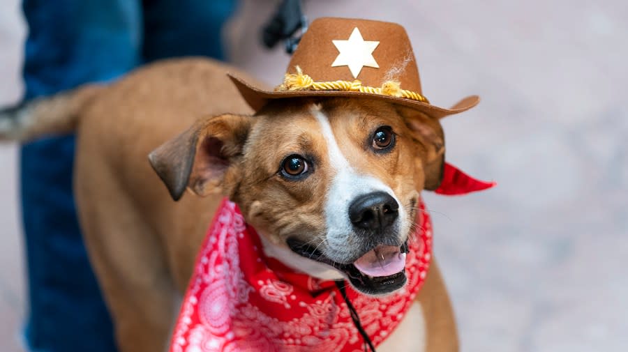 A dogs takes part in the annual Bipawtisan Howl-o-ween Dog Pawrade