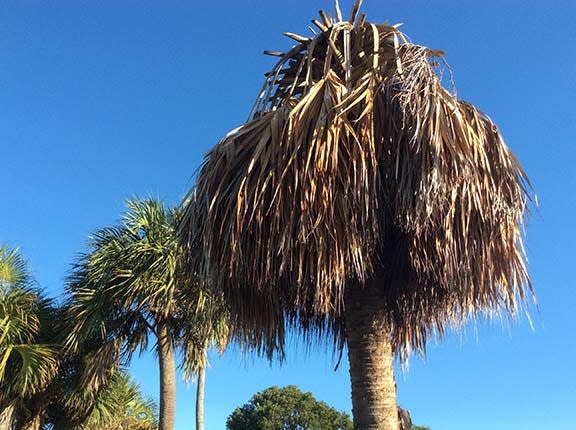 A palm tree struck with lethal bronzing in Fort Lauderdale.