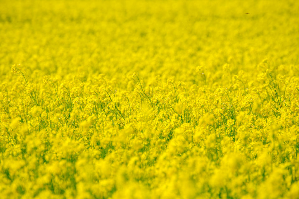 油菜花（圖片來源：Getty Creative提供）