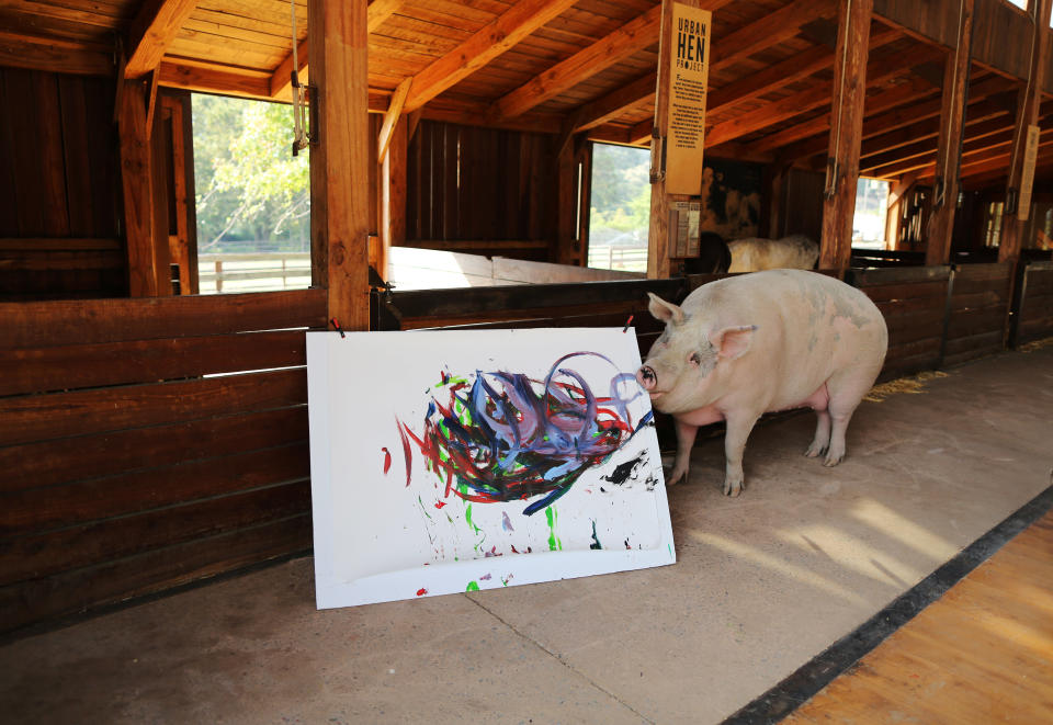 Pigcasso, a rescued pig, paints on a canvas at the Farm Sanctuary in Franschhoek, outside Cape Town, South Africa. (Photo: Sumaya Hisham/Reuters)