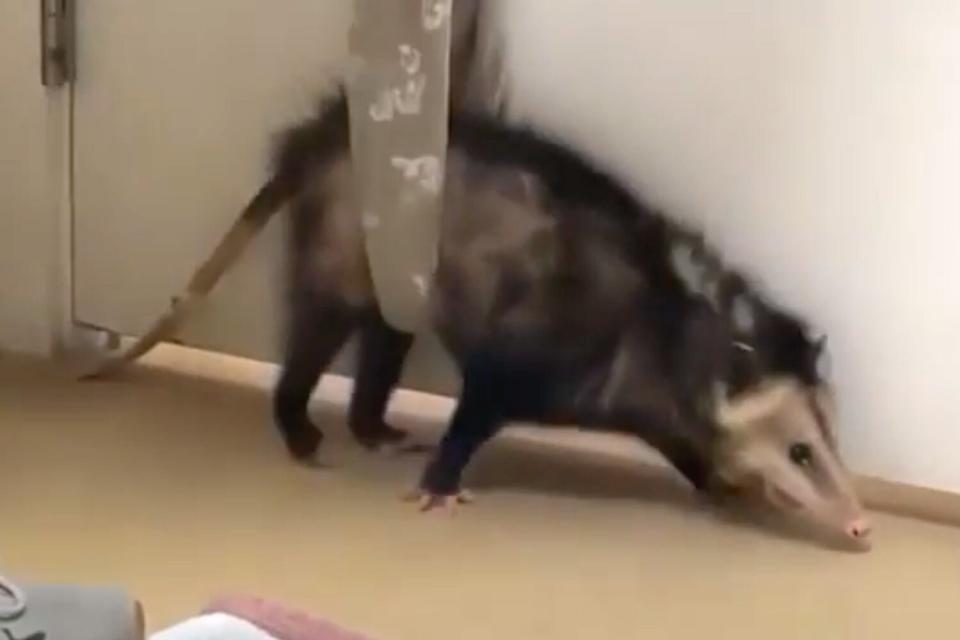 Injured opossum