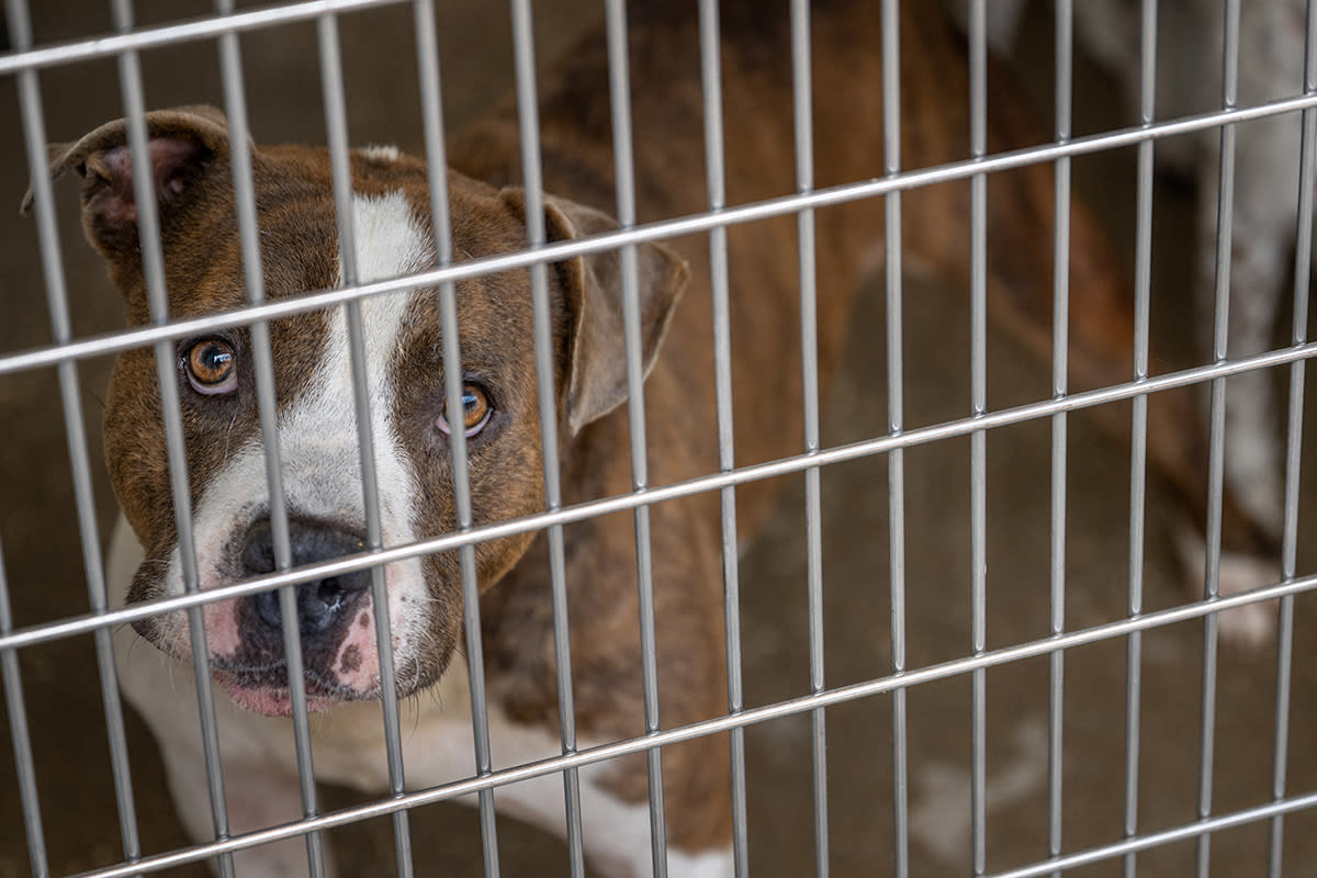 https://www.gettyimages.co.uk/detail/news-photo/dog-is-kept-in-a-cage-at-the-harris-county-pets-animal-news-photo/1409539289?adppopup=true