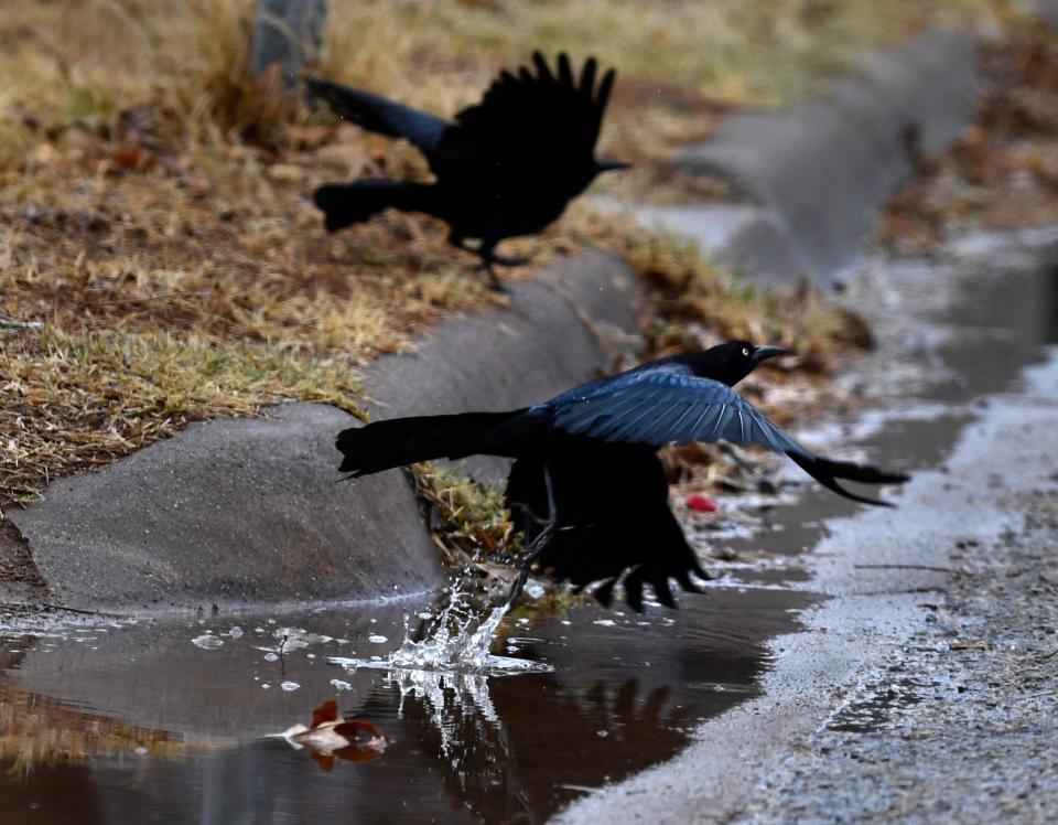 Do you really want to attract grackles to your yard in Abilene?