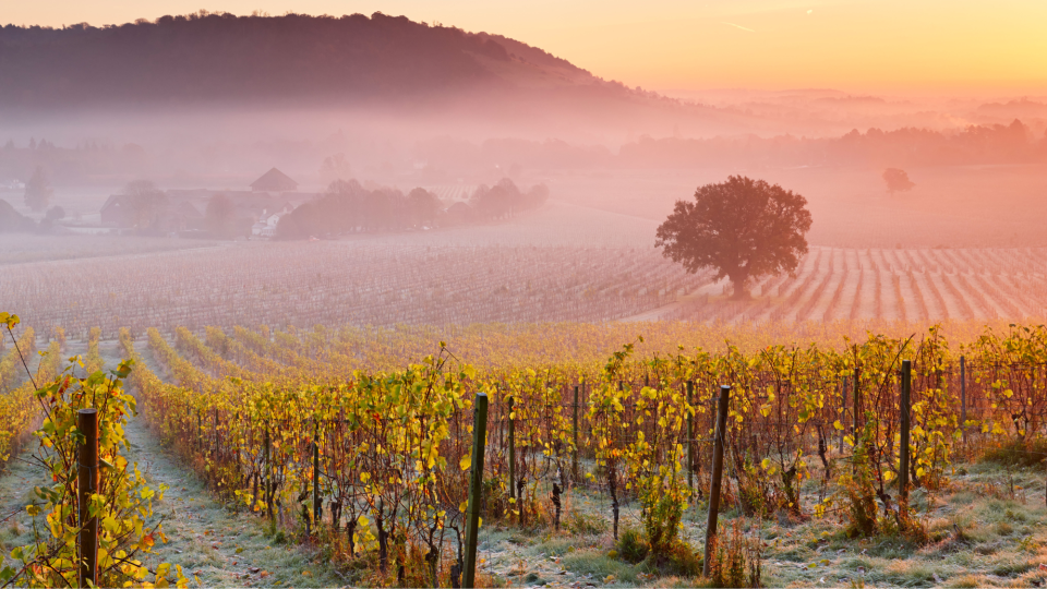 Mist floating over grapevines at Denbies Wine Estate in Surrey