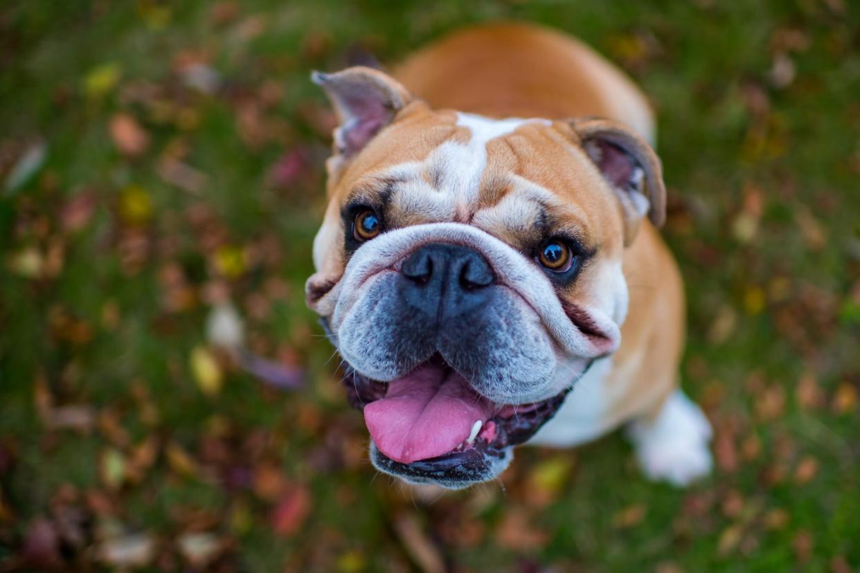 english bulldog sitting on grass and looking up
