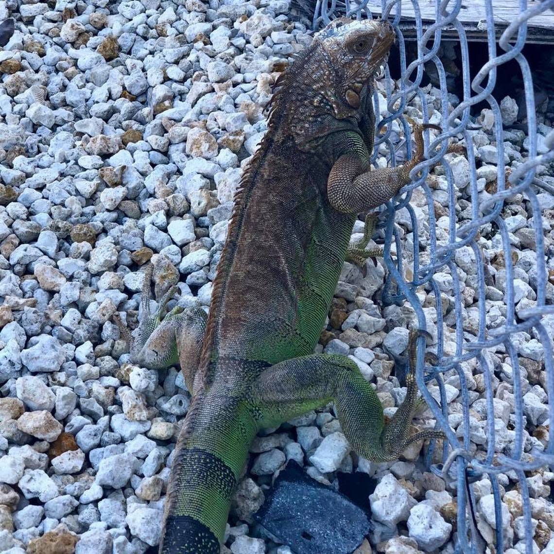 This iguana was the culprit in causing a power outage in Key West on Monday, Dec. 17, 2018.