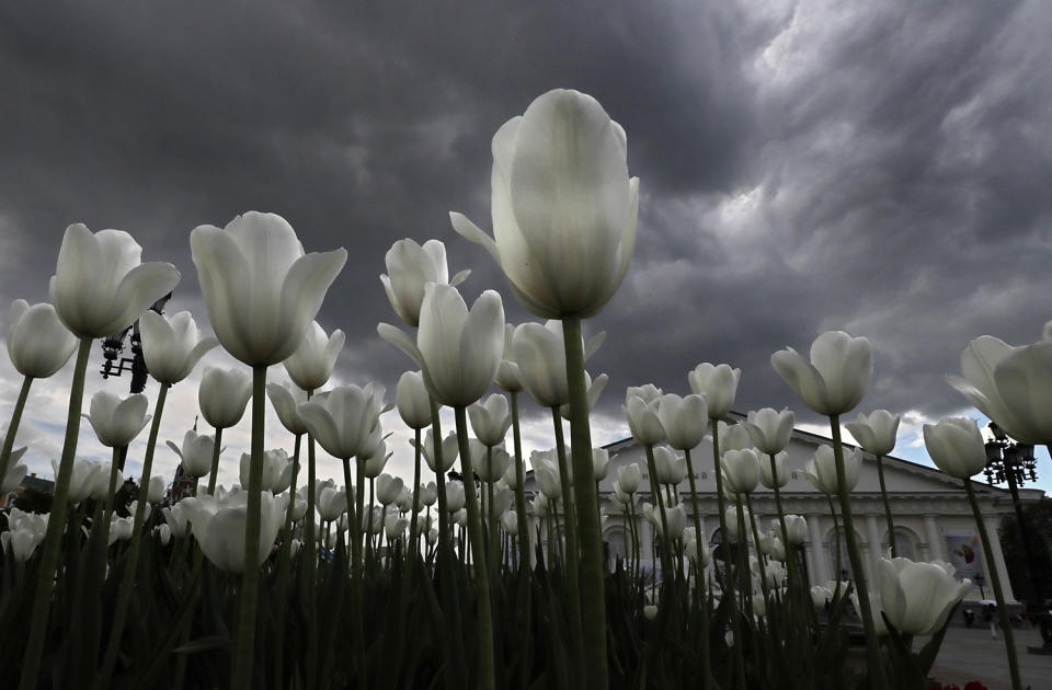 <p>White tulips are seen against a stormy sky in Moscow, Russia, May 26, 2017. (Photo: Yuri Kochetkov/EPA) </p>