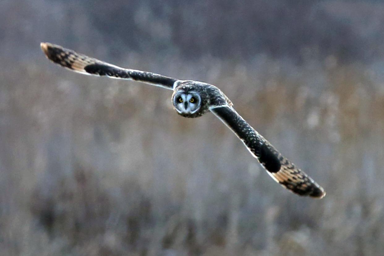 On May 4, the nation observes Bird Day. This short-eared owls course silently over grasslands. Birds today are often hunted with cameras and celebrated during American Birding Week in May.