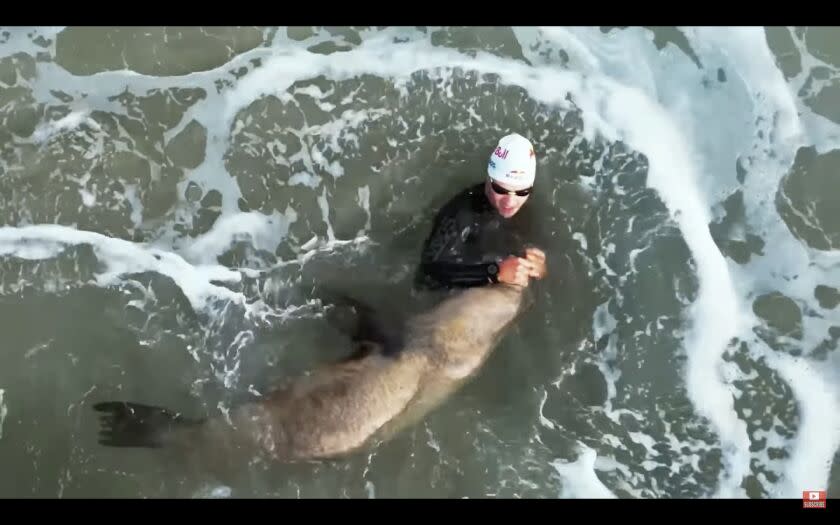 A screenshot from a video posted by Super League Triathlon shows an animal believed to be a seal biting a triathlete.