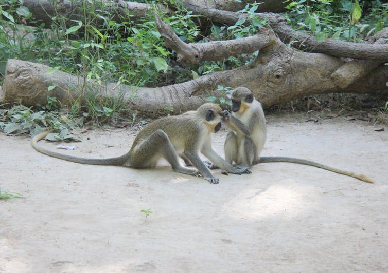 <span class="caption">Primates with large brains tend to be highly social animals.</span> <span class="attribution"><span class="source">Peter van der Sluijs/wikipedia</span>, <a class="link " href="http://creativecommons.org/licenses/by-sa/4.0/" rel="nofollow noopener" target="_blank" data-ylk="slk:CC BY-SA;elm:context_link;itc:0;sec:content-canvas">CC BY-SA</a></span>