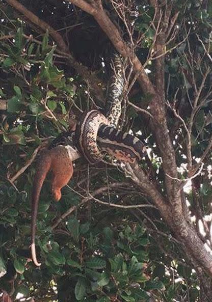 The snake literally slithered circles around the possum. Photo: Facebook/The Wildlife Conservation Co.