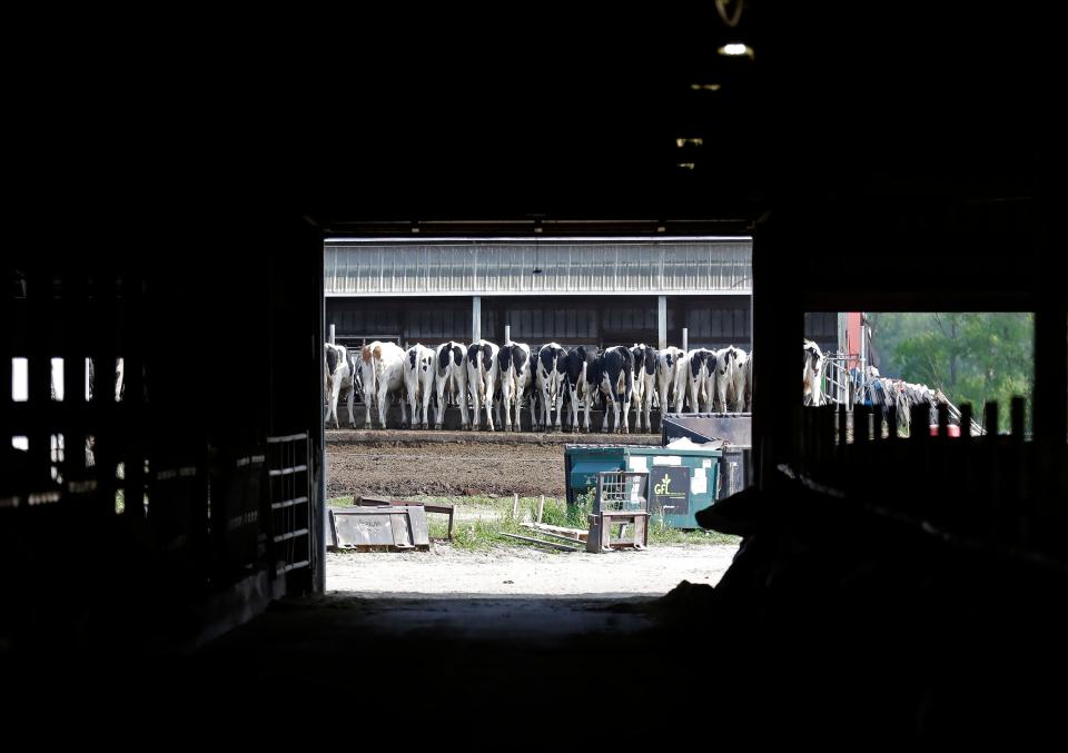 Silver Shea Holsteins, owned by Allen and Cathy Silverthorn, produce milk used at Union Star Cheese Factory on Tuesday, May 23, 2023 in Omro Wis. Wm. Glasheen USA TODAY NETWORK-Wisconsin