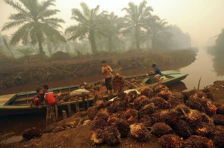 A worker unloads palm fruit at a palm oil plantation in Peat Jaya, Jambi province on the Indonesian island of Sumatra September 15, 2015 in this photo taken by Antara Foto. Wahyu Putro A/Antara Foto/File Photo via REUTERS