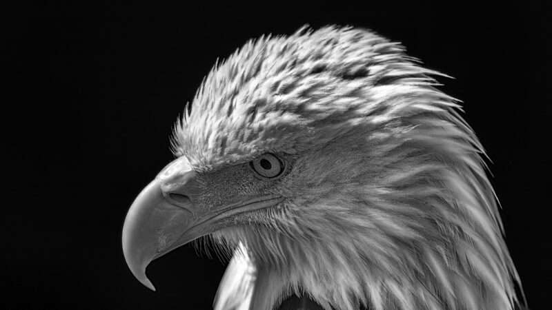 An austere black-and-white photo of a bald eagle, head cast slightly downward.