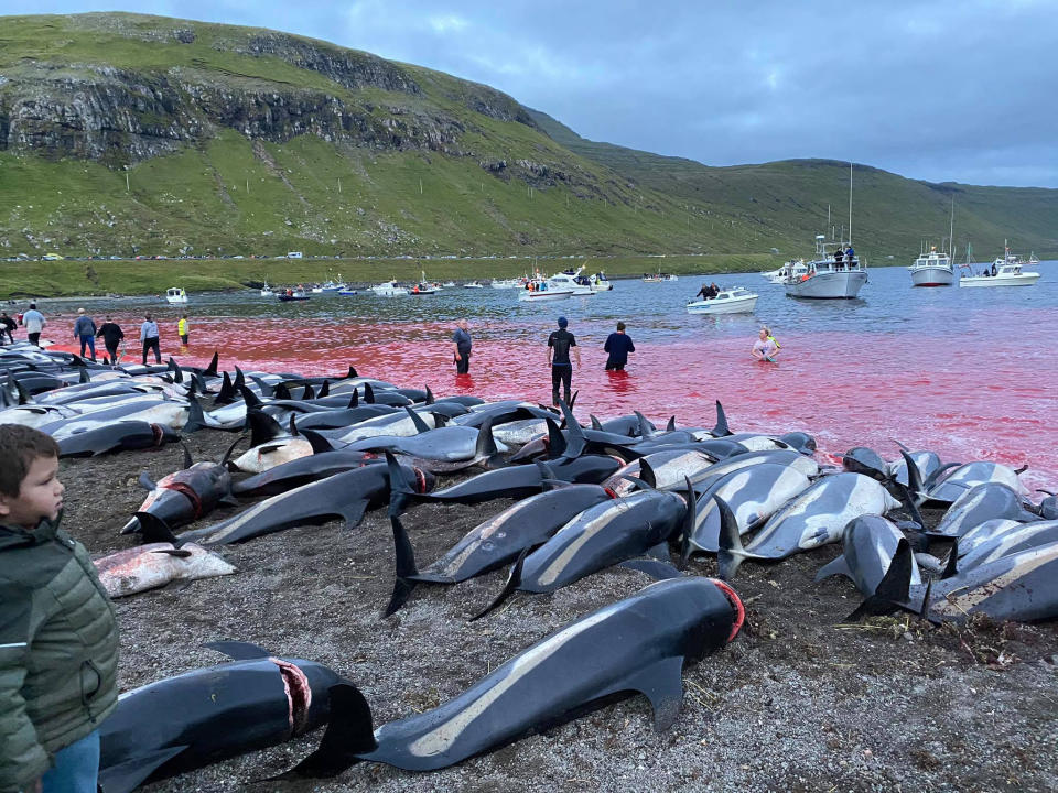 Image: white-sided dolphin hunt (Sea Shepherd / via AP)