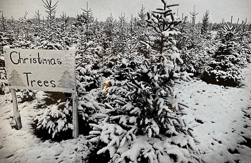 About an inch of snow fell in some parts of Delaware on November 12, 1976, covering the trees at this Greenwood-area Christmas Tree Farm with powder..