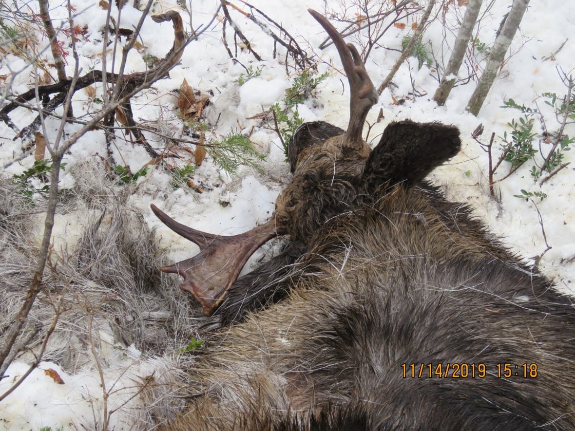 1 of 3 moose that were shot illegally northwest of Kelowna, B.C. on Nov. 12, 2019. On May 16, 2022 Wayne and Corey Jopling were convicted and stripped of their hunting licenses due to the incident. (B.C. Conservation Officer Service - image credit)